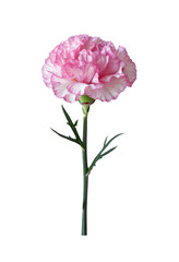 Pink carnation flower isolated on transparent background
