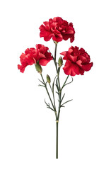 Obraz premium Red Carnations isolated on transparent background