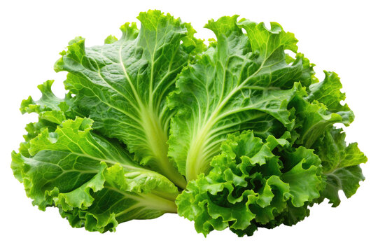 escarole isolated on a transparent background