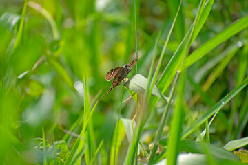 butterfly on the grass