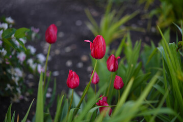 White and red tulips in a green spring garden. Red flowers.