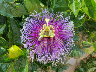 Flor de la pasión de cerca