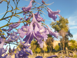 Primer plano de flor lila del árbol de Jaracandá