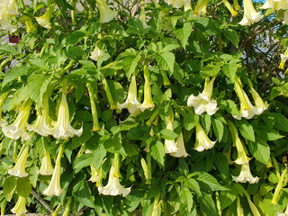 Flores de Brugmansia suaveolens o trompetero