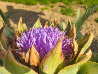 Vega Baja del Segura - Flor de la alcachofa.