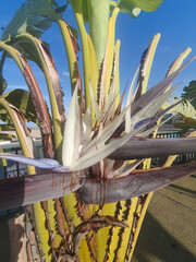 Strelizia augusta o flor de platanera
