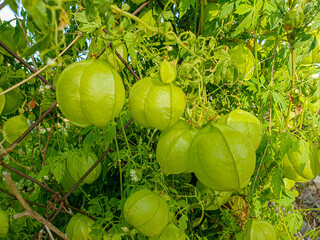 Cardiospermum halicacabum, una de las diez flores sagradas de Kerala