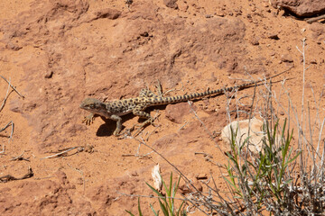 Desert Dynamo: The Agile Lizard