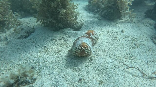 Whan an holothuria feels threatened, it can eject part of its internal organs called Cuvier's tubules. These tubules, which are often sticky and toxic, can be expelled through the animal's anus.