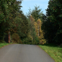 road in autumn forest