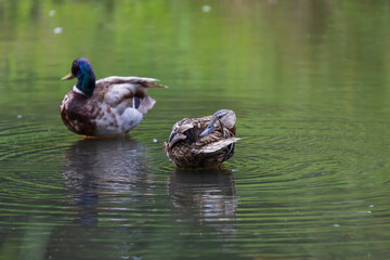 Male and female ducks swim in the water on a pond in the setting sun.