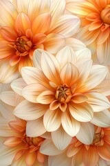 Obraz premium Close-Up of Translucent Peach and Cream Dahlia Petals