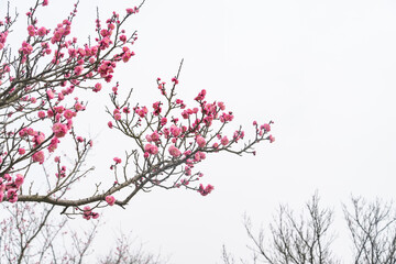 plum blooming flowers isolated on white background