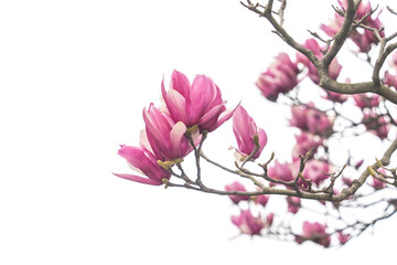 magnolia branch isolated on white background