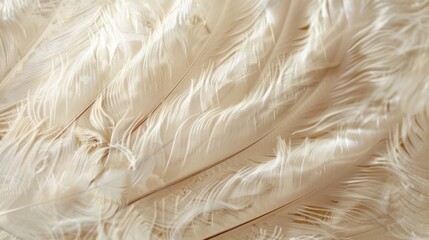 Ranging in shades of ivory cream and taupe every down feather has its own unique pattern and texture. Some appear smooth and glossy while others have a slight fuzziness to them