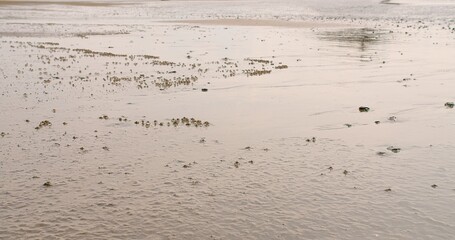 A serene view of tiny crabs dotting the wet reflective sand beach during low tide. The tranquil scene showcases the natural beauty and calmness of a coastal environment as the tide recedes