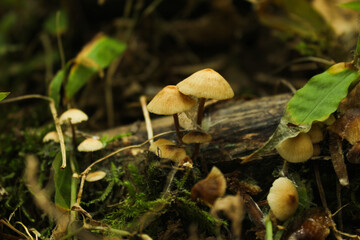 mushrooms in the forest