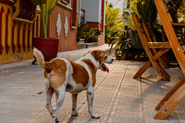 Dog on the street
