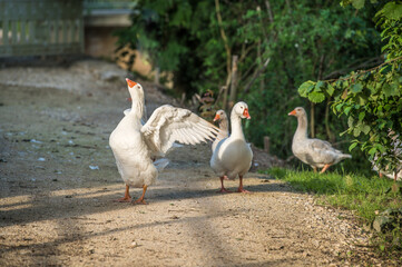 Gänseschar steht auf Wasserschutzdamm bei der Ermsmündung in Neckartenzlingen, eine Gans Anserinae breitet die Flügel aus.