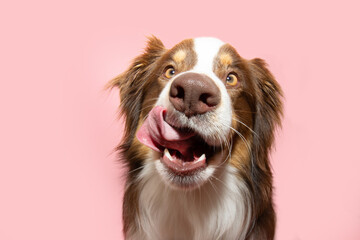 Portrait hungry  Australian Shepherd dog  puppy licking its lips with tongue and eating. Isolated on ink solid background on summer or spring season © Sandra