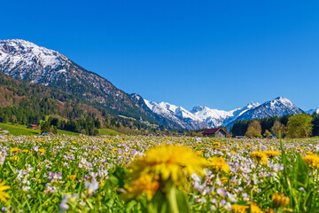 Fototapeta premium Oberstdorf - Frühling - Panorama - Alpen - Allgäu - Blumen