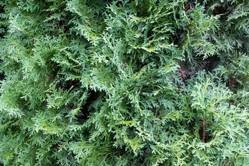 Background of thuja branches. Green thuja backdrop for publication, poster, calendar, post, screensaver, wallpaper, postcard, banner, cover, website. High quality photo