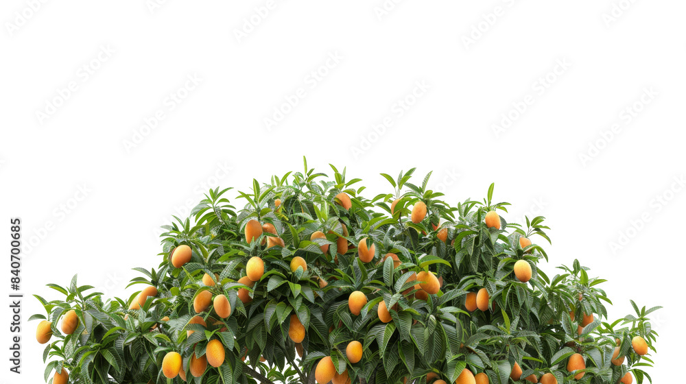 Poster a tree with many oranges on it on transparent or white background