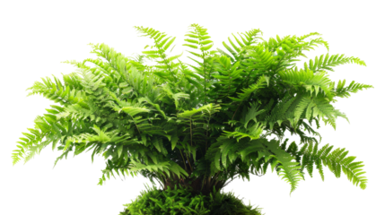 A large green plant with many leaves is growing on transparent or white background