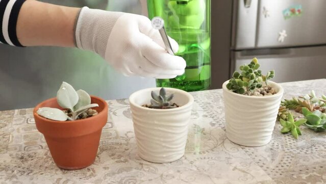 Woman watering planted succulents in mini pots. Nature and hobbies at home. 