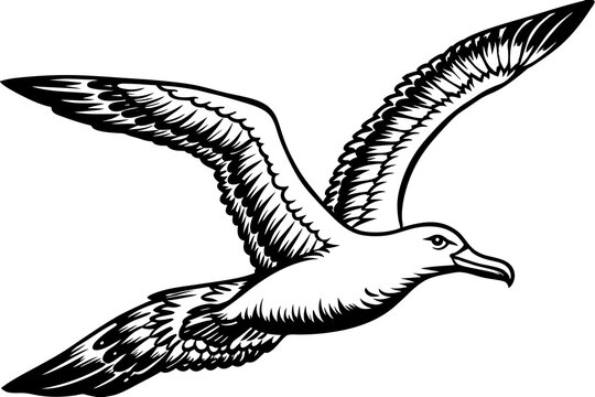black and white seagull flying clip art preview