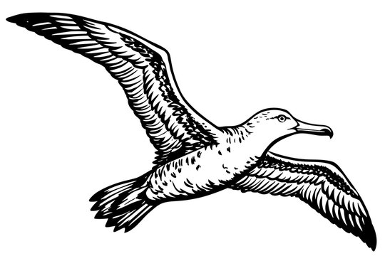 recommend clip art:  flying albatross whole vector art illustration