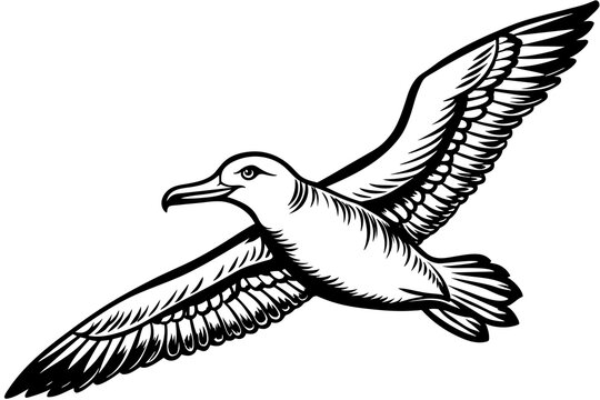recommend clip art:  flying albatross whole vector art illustration