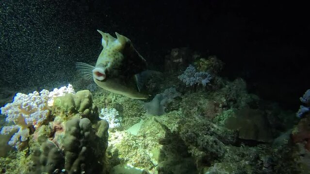 Longhorn Cowfish, Lactoria cornuta, approaches the camera at night, displaying its distinct horns. Shot in slow motion.