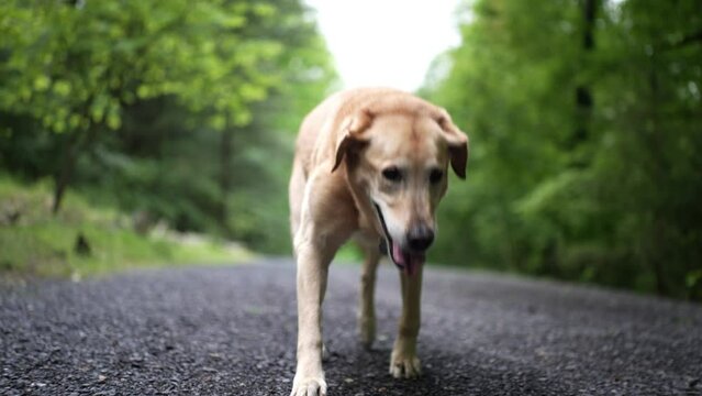 Closeup front view of injured golden labrador retriever limping with an injured leg in slow motion.