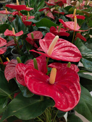 Anthurium or Flamingo Flowers or Boy Flowers in the garden