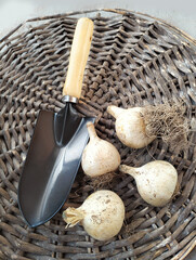 Set bulbs  of decorative allium  on a wicker circle