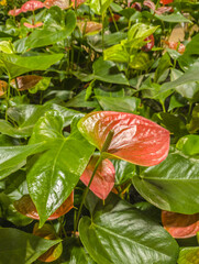 Anthurium or Flamingo Flowers or Boy Flowers in the garden