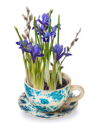 Iridodictyum or iris reticulata or netted iris flowering in vintage pot