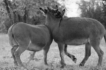 Mini donkeys play in farm field in black and white.
