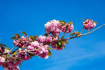 pink cherry blossoms