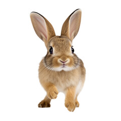 Brown Bunny With Fluffy Fur Hopping On Isolated Background. Cute Rabbit With Big Ears And Soft Fur