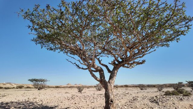 A big Frankincense Tree in Wadi Dawkah Natural Park in Oman is renowned for its significance as the home of the Frankincense Tree groves, a UNESCO World Heritage Site.