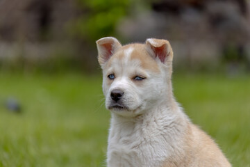 A close-up of a fluffy Huskita white puppy with bright blue eyes. The puppy is sitting alertly in green grass, with its head tilted to the side and its mouth slightly open.