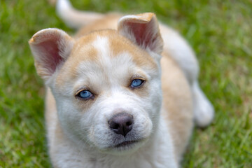 A mix of Akita and husky also call Huskita puppy dog with floppy ears and a brindle coat. It is laying on its side in grass and looking at the camera with a curious expression. 