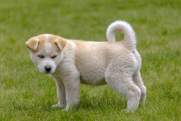 A Huskita, a mix of Akita and Husky, stands in the grass. The fluffy puppy has a coat of brown and white fur, complemented by its pointy ears.