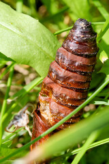 Puppe des Weidenbohrers