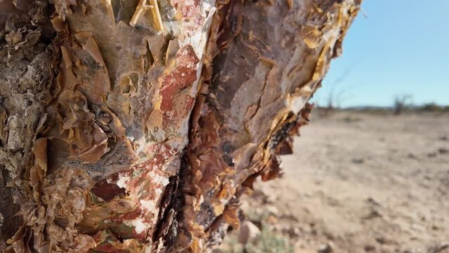 In Wadi Dawkah Natural Park, a close-up view unveils the resin-laden beauty of the Frankincense Tree, exuding fragrant and valuable resin.