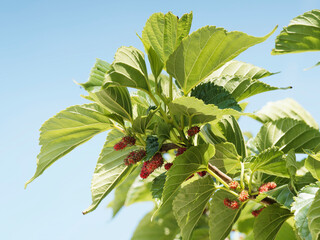 (Morus alba) Arbre de Mûrier blanc ou mûrier de Chine au feuillage dense et cordiforme vert clair