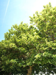(Morus alba) Mûrier blanc ou mûrier de Chine, arbuste au port à couronne étalée, écorce gris-clair, au feuillage luxuriant vert sur rameaux portant des grappes de fruits ovoïdes 