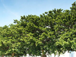 Fototapeta premium (Morus alba) Mürier blanc ou mûrier de Chine, arbre d'ombrage à couronne étalée au feuillage cordiforme vert clair et irrégulièrement denté aux fruits rosé à rouge, charnus 